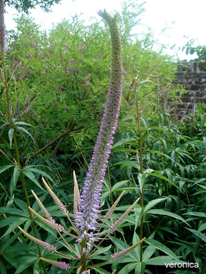 sissinghurst